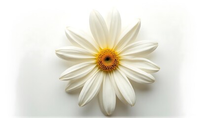 Obraz premium White Flower Blooming with Yellow Center on White Background