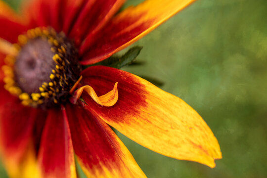 Close-up of red and yellow flower, blooming plant, natural background - Powered by Adobe
