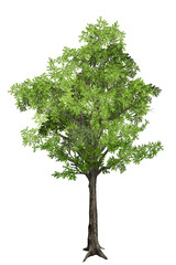 Fototapeta premium tree isolated on white background