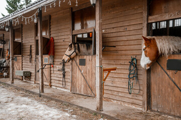 A beautiful horse stands in a paddock with a wooden fence on a farm in winter. Agriculture and...