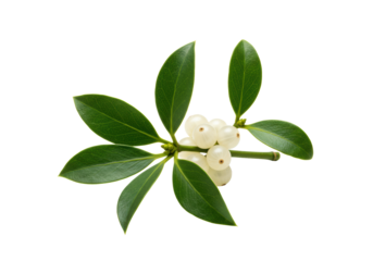 highly detailed macro shot of vibrant green mistletoe sprigs and plump white berries on a seamless high-key white background, emphasizing crisp texture. concept for elegant holiday symbolism