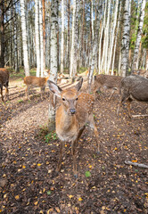 Group of dappled deer grazing in a forest during autumn with fallen leaves and soft sunlight