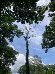 Fototapeta premium Bare Tree Branch Surrounded by Lush Green Foliage