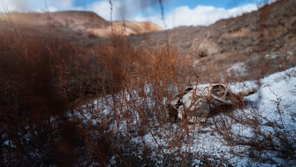 Animal (cow) skull on the salt in the desert between mountains
