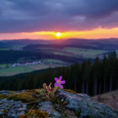 Purple Flower On Rocky Mountain Sunset View