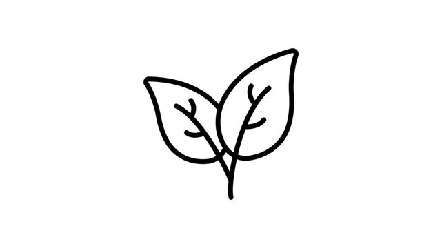 Coffee plant leaves vector design in trendy style.