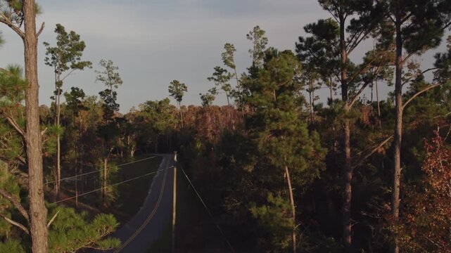 Aerial flight through pine forest and heading down a road