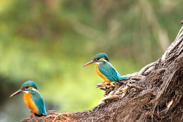 Common Kingfisher (Alcedo atthis) waiting to hunt the fish in pond in a green blurred forest background at Keoladeo National Park, Bharatpur, Rajasthan, India