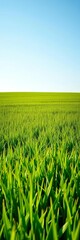 Naklejka premium Vibrant green grass field stretching to the horizon on a clear day, emphasizing natural beauty and tranquility, rural, field