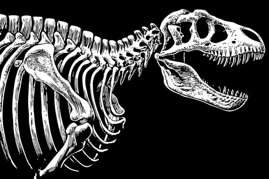T-Rex skeleton in vintage stipple engraving style isolated on transparent background Stock Illustration