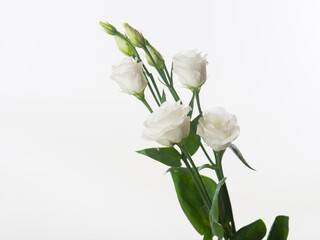 White flowers lisianthus macro isolated on white