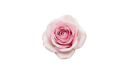 A clean studio shot captures the soft, romantic pastel pink rose flower blooming beautifully, showcasing its detailed spiral of petals isolated against a pure white background.