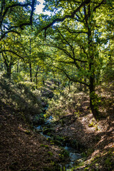 Fototapeta premium Beautiful landscape view from Ain Drahem forest, Tunisia