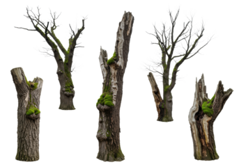 Five ancient, gnarled trees with deep moss and lichen, bare twisted branches, high-contrast studio light against a white background, textural fine art study of resilience and decay