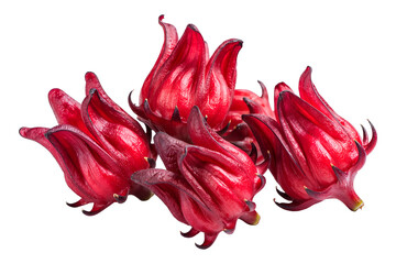 Group of fresh red roselle or hibiscus sabdariffa flowers isolated on transparent background, herbal tea ingredient.