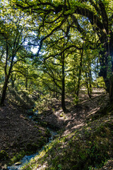 Fototapeta premium Beautiful landscape view from Ain Drahem forest, Tunisia