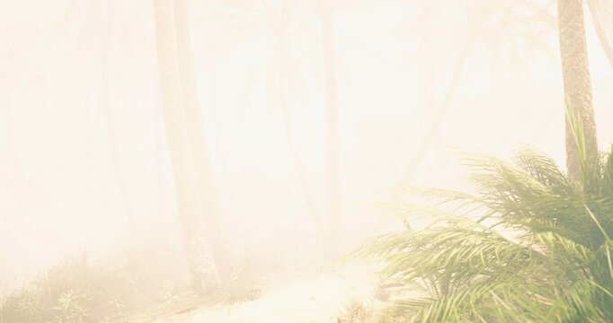 A misty forest envelops a narrow path where tall trees and vibrant foliage create a calming atmosphere in the early morning light. Sunlight barely penetrates the fog.