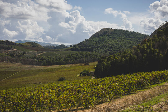 Countryside and Vineyards of Sicily