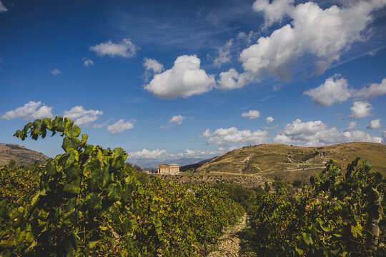 Doric Temple of Segesta and Vineyard in Sicily, Italy