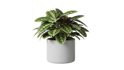 Obraz premium Vibrant prayer plant maranta leuconeura in a simple white ceramic pot against a stark for design projects on transparent background