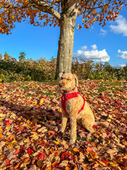 Autumn dog portrait