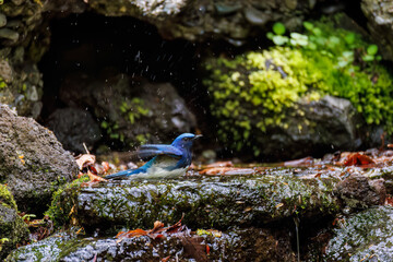 幸せの青い鳥、オオルリ, ヒタキ科,
Blue-and-white Flycatcher, Cyanoptila cyanomelana,...