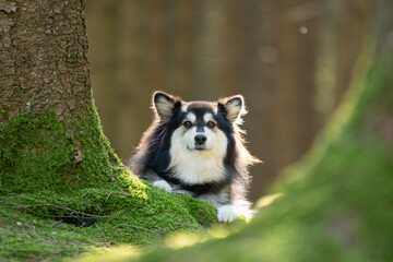Chien de type Finnish Lapphund couché dans une forêt - portrait animalier naturel