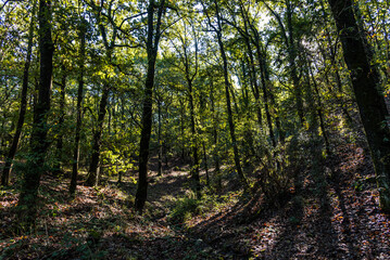 Obraz premium Beautiful landscape view from Ain Drahem forest, Tunisia