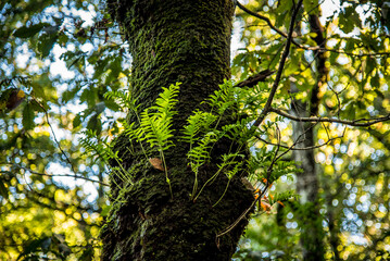 Fototapeta premium Beautiful details of the Ain Drahem forest in Tunisia