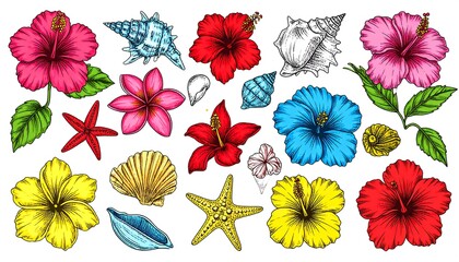 Colorful hibiscus flowers, starfish, seashells and frangipani blossom illustrations spread across a white background