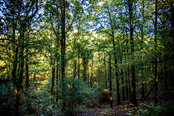 Fototapeta premium Beautiful landscape view from Ain Drahem forest, Tunisia