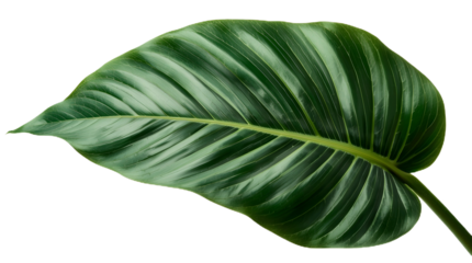  Tropical Leaf (PNG) isolated on transparent background showcasing detailed green pinstripes and realistic botanical texture.
