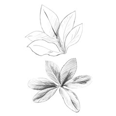 A set of plumeria leaf silhouettes. Isolated pencil illustrations of the plant in a realistic style for wallpaper, eco-projects, nature reserve websites, and restaurant and hotel interior design.