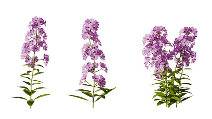 A detailed 3d render of a pink flower plant set featuring multiple blooming stems with green leaves. Perfect for botanical, nature, and garden designs.