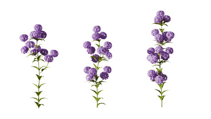 3d render of a set of purple flowering plants with lush green leaves on transparent background, perfect for botanical and nature commercial projects.