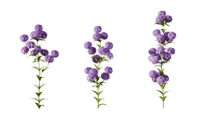 3d render of a set of purple flowering plants with lush green leaves on transparent background, perfect for botanical and nature commercial projects.