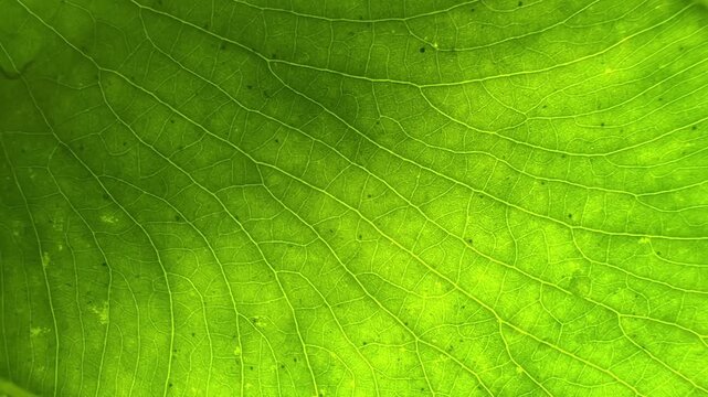 A close-up macro view of a green leaf revealing detailed vein patterns and natural organic texture.