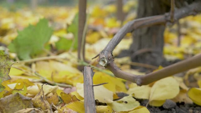 Hardworking farmer in durable gloves trims vineyard removing old grape branches by pruning shears. Sharp pruning tool ensures clean cut. Autumn vineyard surrounded by golden foliage and fallen leaves