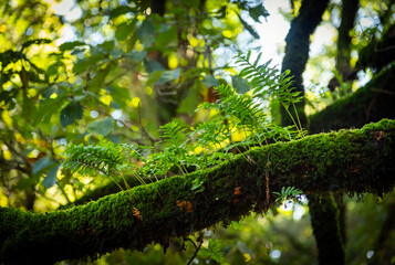 Obraz premium Beautiful details of the Ain Drahem forest in Tunisia