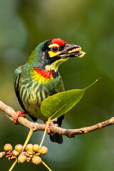 A bright colorful bird Coppersmith Barbet (Psilopogon haemacephalus) perched on a tree and eating fruit. West Bengal, India