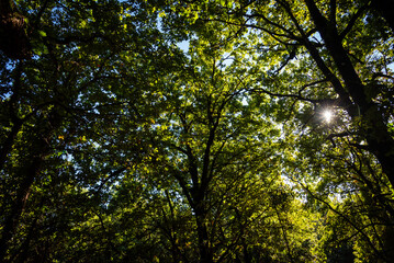 Beautiful landscape view from Ain Drahem forest, Tunisia