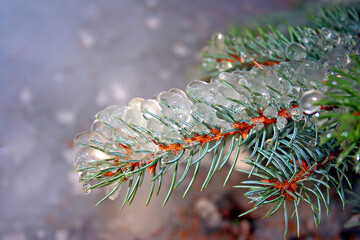 les aiguilles du sapin prisonni&egrave;res de la glace