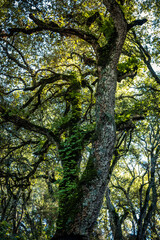 Beautiful details of the Ain Drahem forest in Tunisia