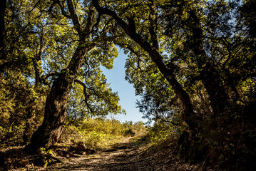 Beautiful landscape view from Ain Drahem forest, Tunisia
