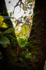 Beautiful details of the Ain Drahem forest in Tunisia