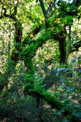 Beautiful details of the Ain Drahem forest in Tunisia