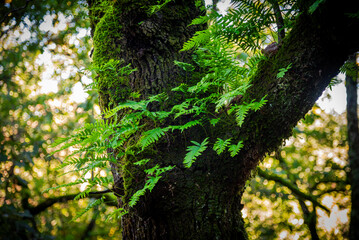Beautiful details of the Ain Drahem forest in Tunisia