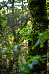 Beautiful details of the Ain Drahem forest in Tunisia