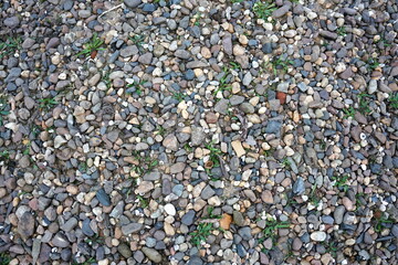 Steine und Muscheln am Ufer der Elbe