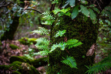 Beautiful details of the Ain Drahem forest in Tunisia